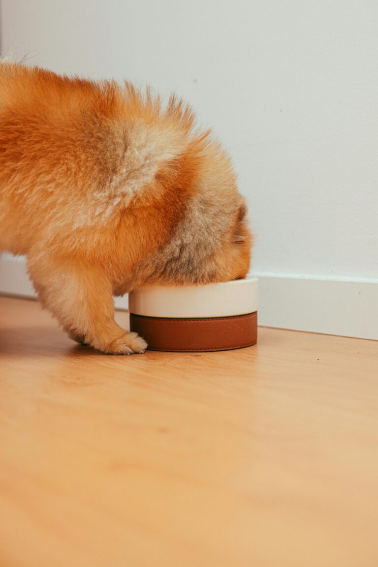 A happy dog enjoying a nutritious meal designed according to holistic pet nutrition principles