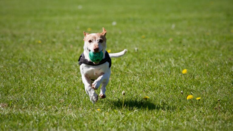 A healthy dog with a shiny coat, symbolizing the benefits of EFAs in pet nutrition.