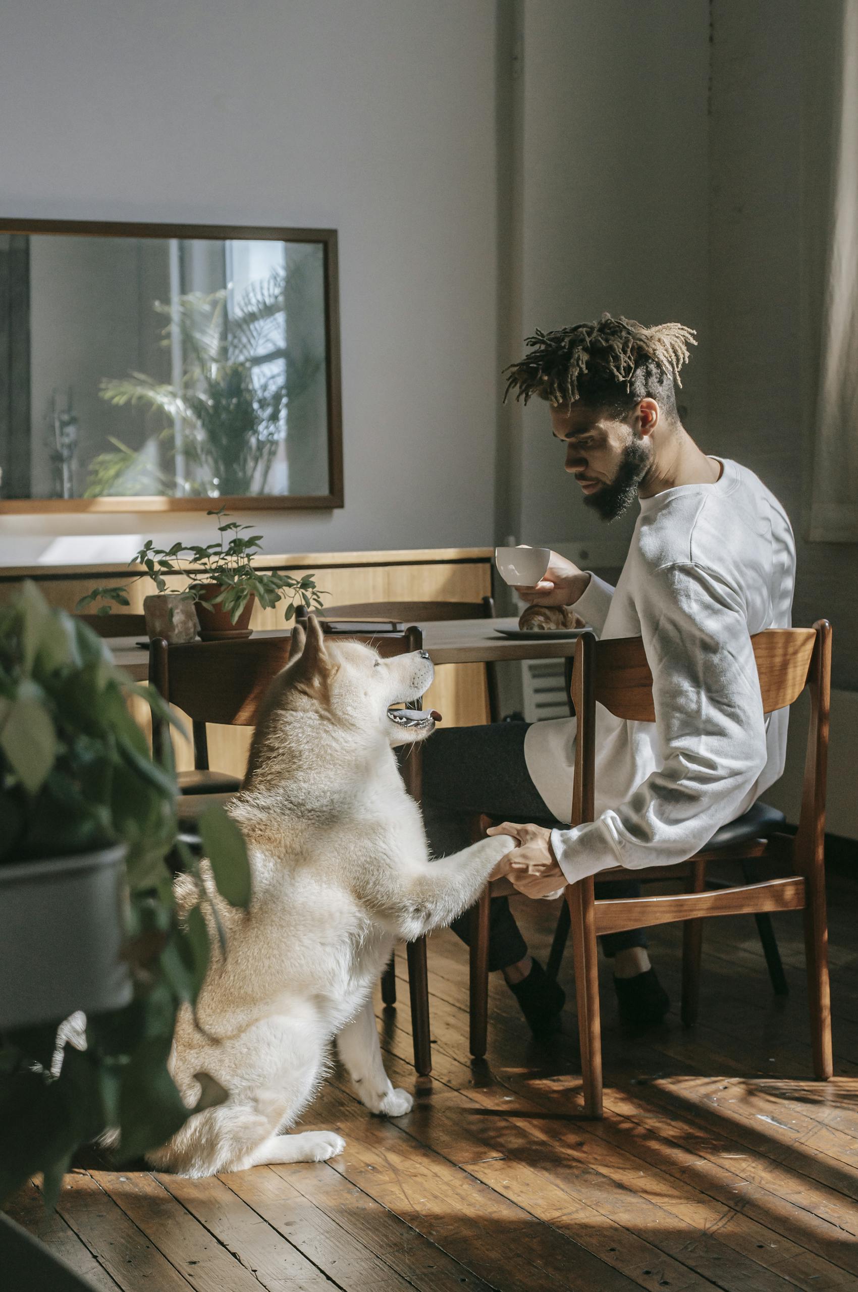 Pet owner sitting at table and holding paw of Akita Inu creating meal plan