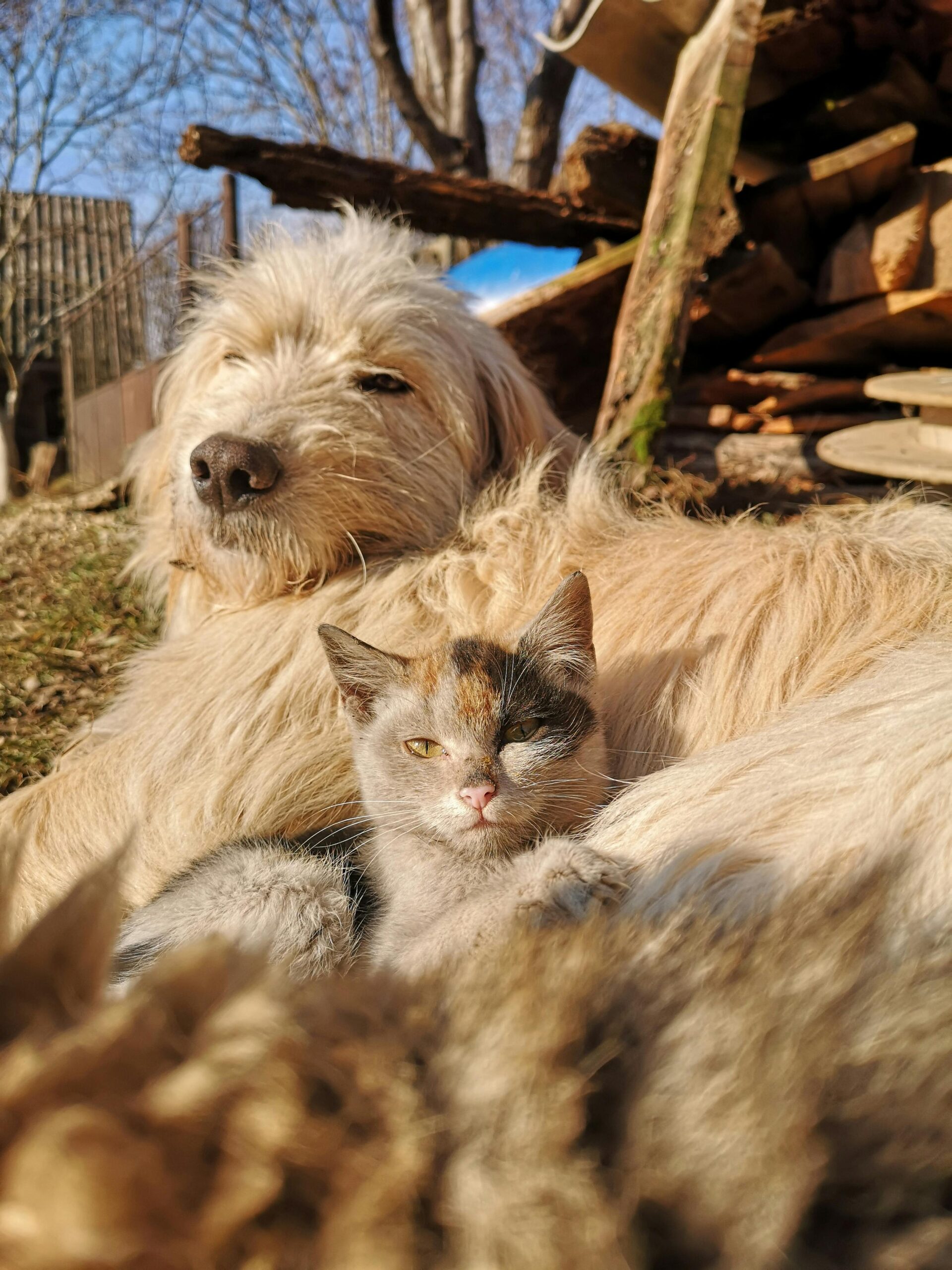 Close-up Shot of a Dog and a Cat Sitting Together