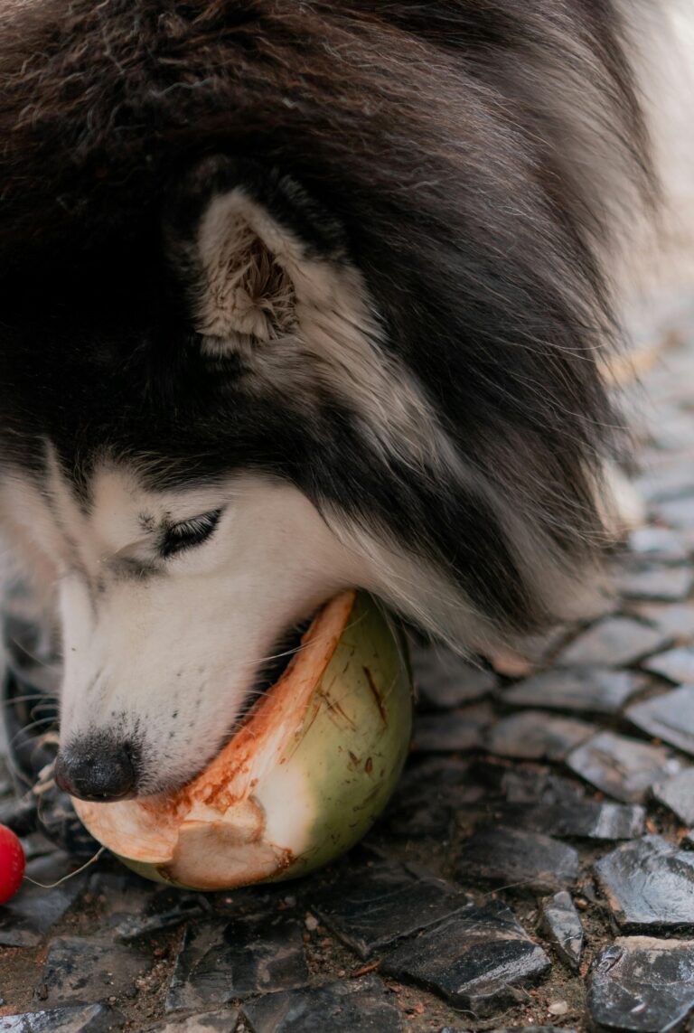 Close-up of a Husky Eating a Fruit