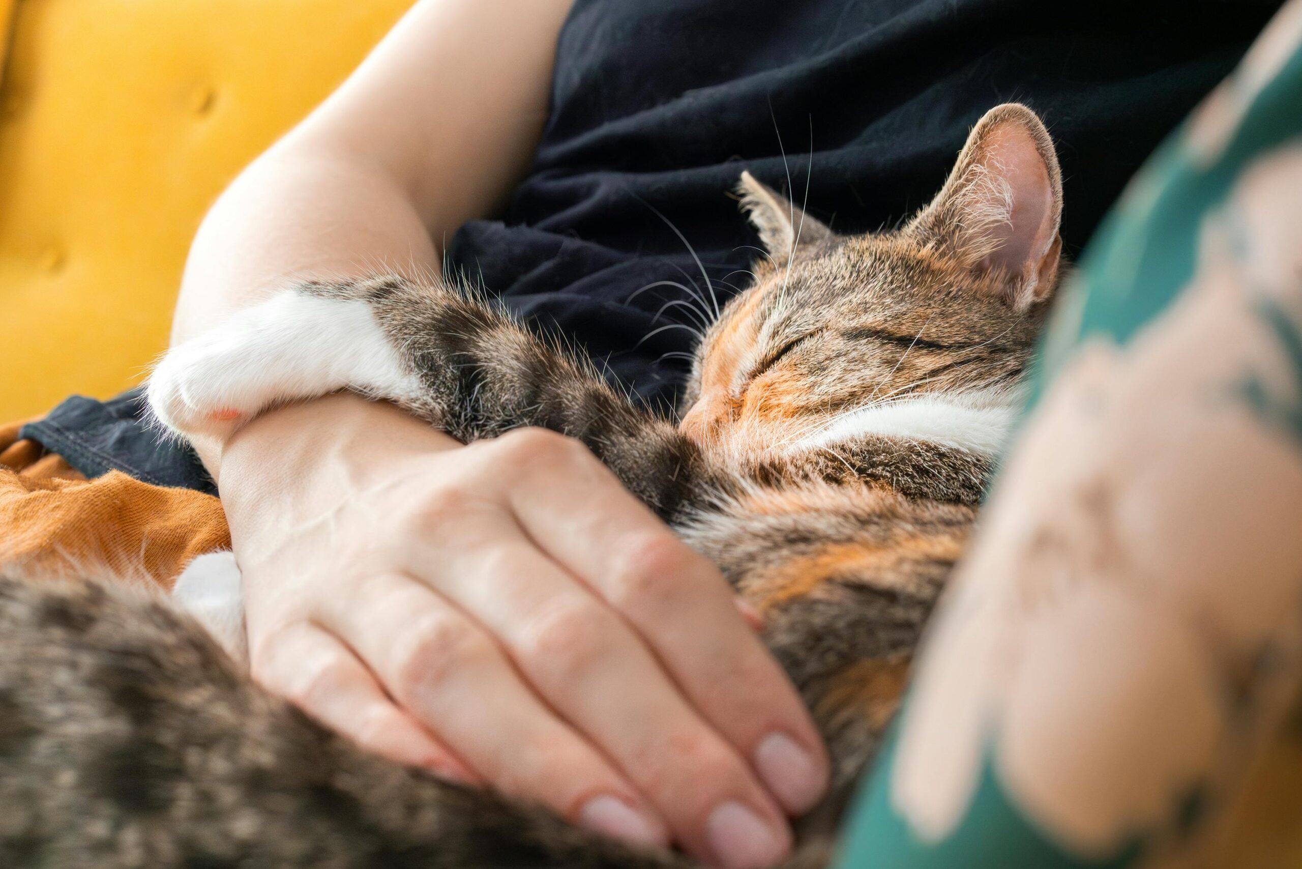 Person Holding a Sleeping Cat